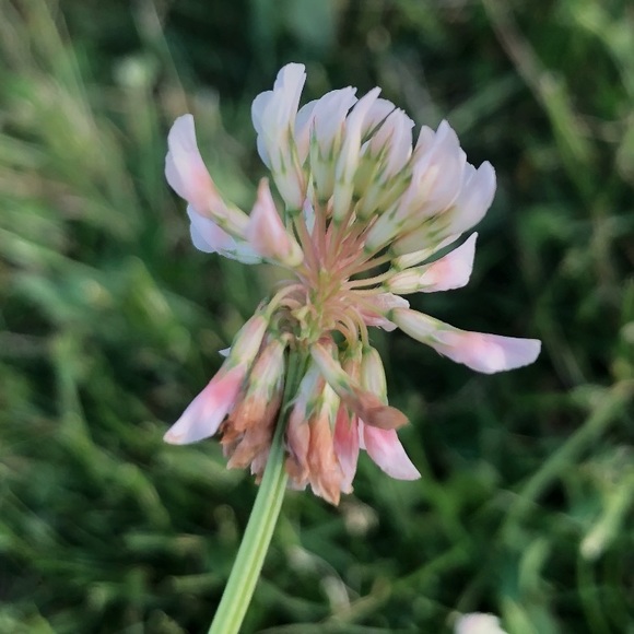 Meet your Posher, Anais - Picture 1 of 1